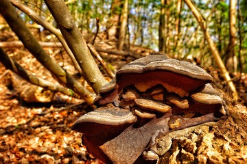 Forest, hub, mushrooms on the tree