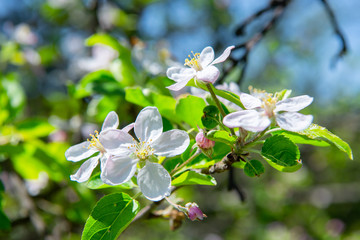 Flowering branches of fruit trees in the spring