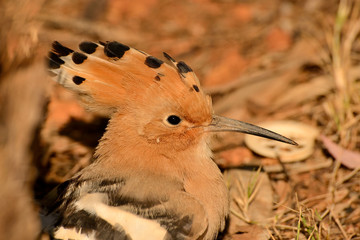 abubilla retrato sobre un fondo naranja (upupa epops) Marbella Andalucía España 