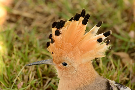  retrato de abubilla sobre un fondo de hierba verde (upupa epops) Marbella Andaluc&iacute;a Espa&ntilde;a 