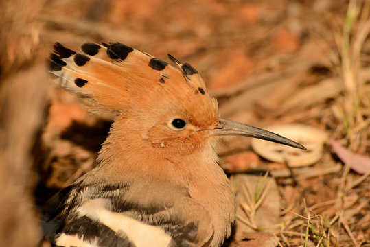abubilla retrato sobre un fondo naranja (upupa epops) Marbella Andaluc&iacute;a Espa&ntilde;a 