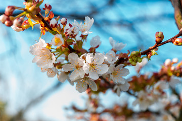 In Germany, when the cherry blossoms bloom, you know that spring has officially covered the country with a pink carpet. It is the time of the year when nature