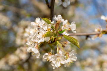 Obraz premium In Germany, when the cherry blossoms bloom, you know that spring has officially covered the country with a pink carpet. It is the time of the year when nature