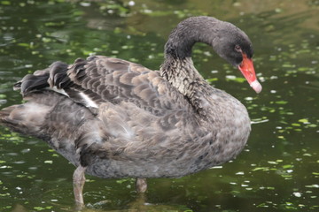 Forest duck in fishing 
