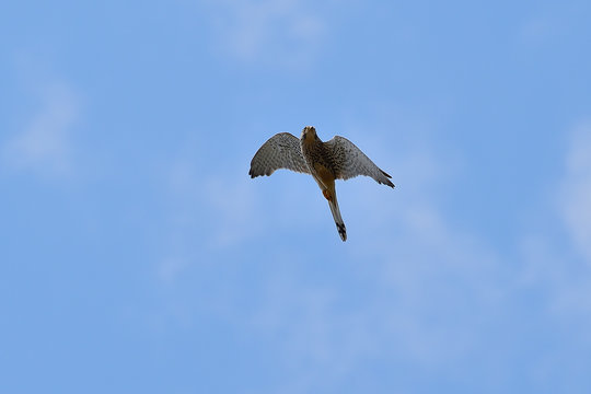 cern&iacute;calo vulgar volando sobre el cielo azul (falco tinnunculus) Marbella Andaluc&iacute;a Espa&ntilde;a 