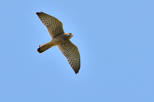 cern&iacute;calo vulgar sobre un cielo azul en vuelo (falco tinnunculus) Marbella Andaluc&iacute;a Espa&ntilde;a 