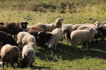Flock of Sheep in a green meadow curiously looking at camera. flock of sheep on the field. selective focus