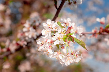 Obraz premium In Germany, when the cherry blossoms bloom, you know that spring has officially covered the country with a pink carpet. It is the time of the year when nature