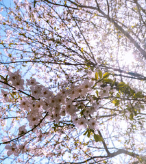 Spring weather. Blooming plum tree. Dawn in nature. The sun illuminates the beauty of flowers.