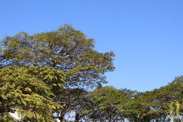 tree in the sky