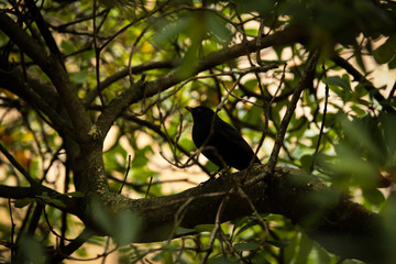 bird on a tree