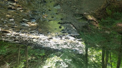 mossy creek