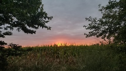 sunset over cornfield 