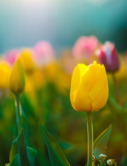 Yellow tulip with blurred tulips in the background