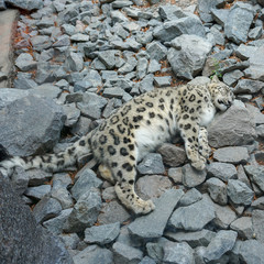 Irbis śnieżny, pantera śnieżna, śnieżny leopard, uncja – gatunek drapieżnego ssaka z rodziny kotowatych. - obrazy, fototapety, plakaty