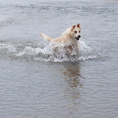golden retriever running on the beach