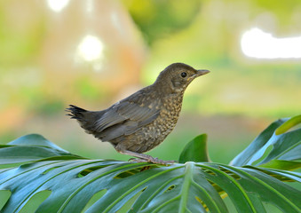 mirlo juvenil posado sobre una gran hoja verde en el parque  (turdus merula) Marbella Andalucía España 