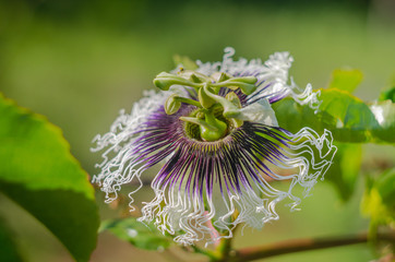 Passion Flower (Passiflora edulis) in the field