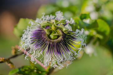 Passion flower (Passiflora edulis) portrait