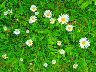 Daisies on the meadow.