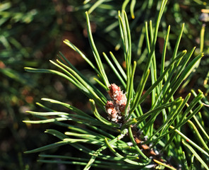 close-up of green pine needles