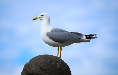 seagull on a statue