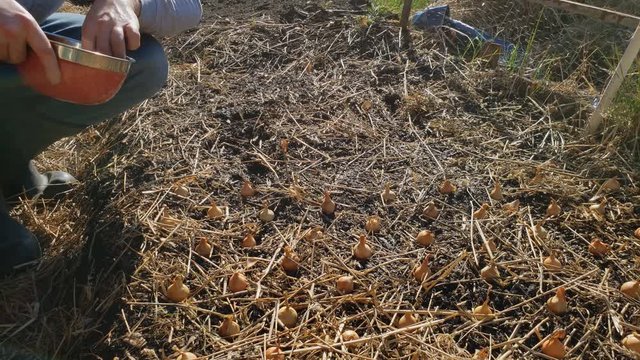 Home gardening - Close up of onion bulbs or shallots being planted by hand on top of prepared soil to be later covered only with hay for experimental soil less growing. 