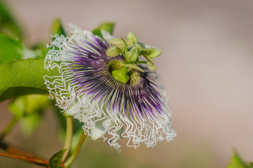 Passion Flower (Passiflora edulis) closeup