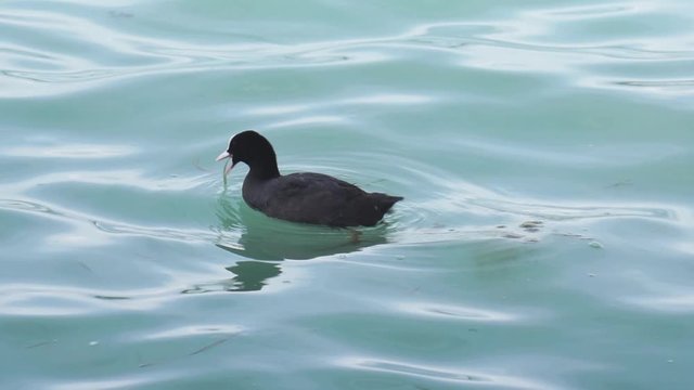 Folaga che si muove in uno specchio di acqua nuotando e mangiando