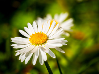 Gänseblümchen © lusches