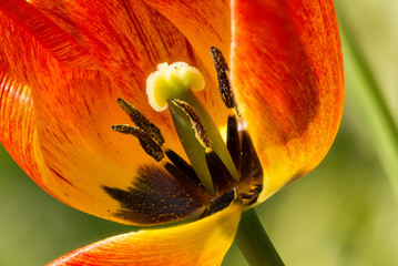 Tulpe intim