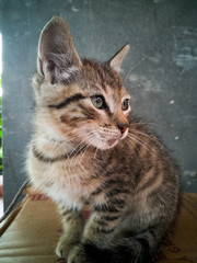 Cat in profile, bright eyes