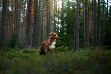 dog in the forest. Nova Scotia Duck Tolling Retriever in nature, among the trees. 