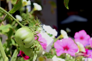 Green tomatoes on a bush in summer in Montreal street, Mile End neighborhood of Plateau Mont Royal. Urban gardening that produces food, vegetables and berries through city agriculture.
