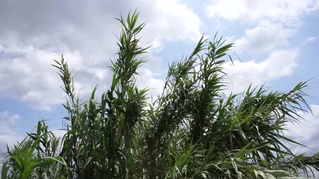 Canneto verde ripreso dal basso verso l'alto che viene mosso dal vento