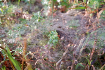 telaraña en la yerba