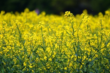 gelbe Blüten von Raps in einem Feld