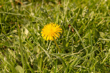 A yellow dandelion flower, one of the most vital early spring nectar sources.