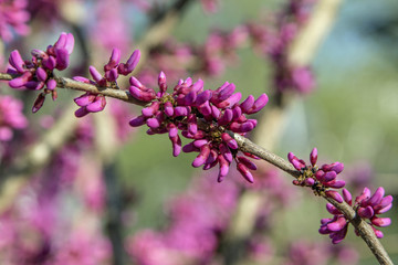Obraz premium Blüten Judasbaum