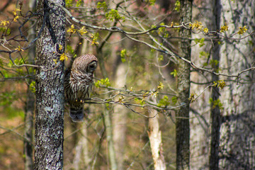 great horned owl