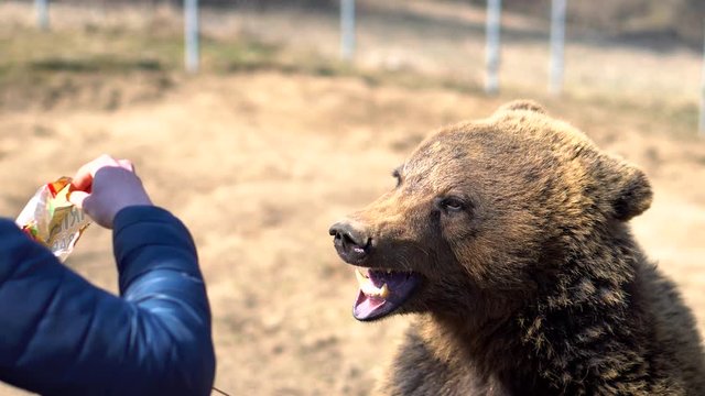 Cute young brown bear grizzly are begging for feeding from the zoo keeper - detail close up - 4k