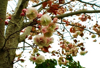 Albero di ciliegio