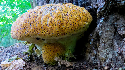 oak bracket, weeping conk, weeping polypore, warted oak polypore, Pseudoinonotus dryadeus