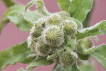 Andryala species Flower heads young green plant with closed buds reddish background