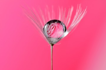 Gentle reflection on the water droplets macro photo