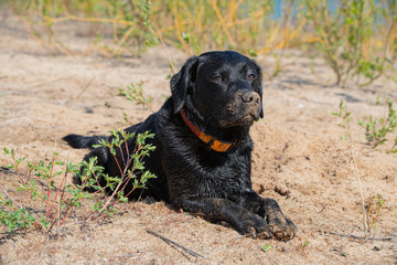 Schwarzer Labrador im Sand an einem See in der Sonne