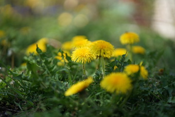 Close up of yellow colored Dandelion flower bloom in green grass       