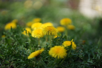 Close up of yellow colored Dandelion flower bloom in green grass       