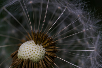 Dandelion. Macro photo. Ripe dandelion seeds. White aerial dandelion umbrellas. Dandelion seeds scattered.