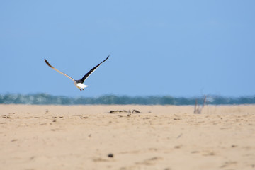 Möwe fliegt weg 2